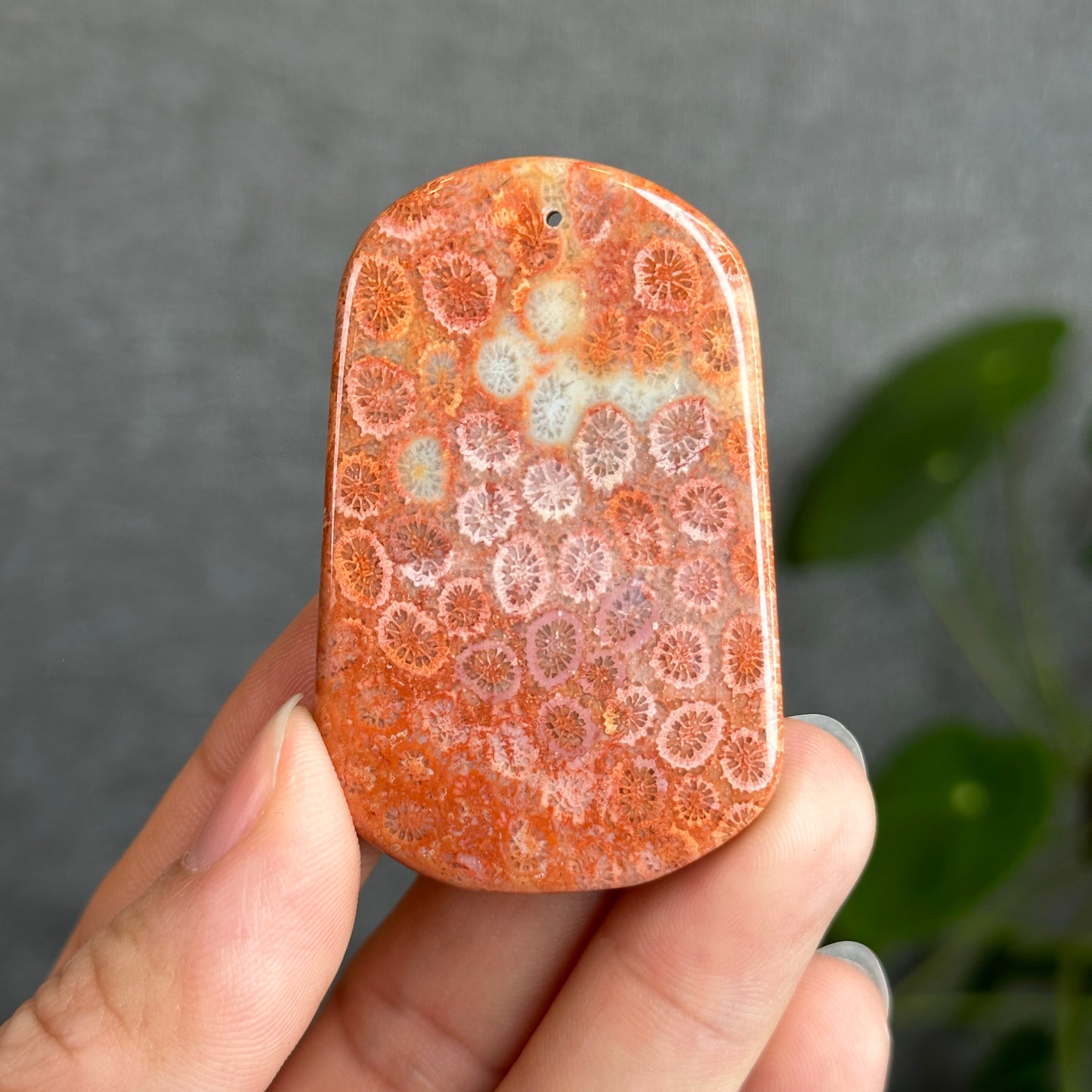 Natural Coral Fossil Pendant
