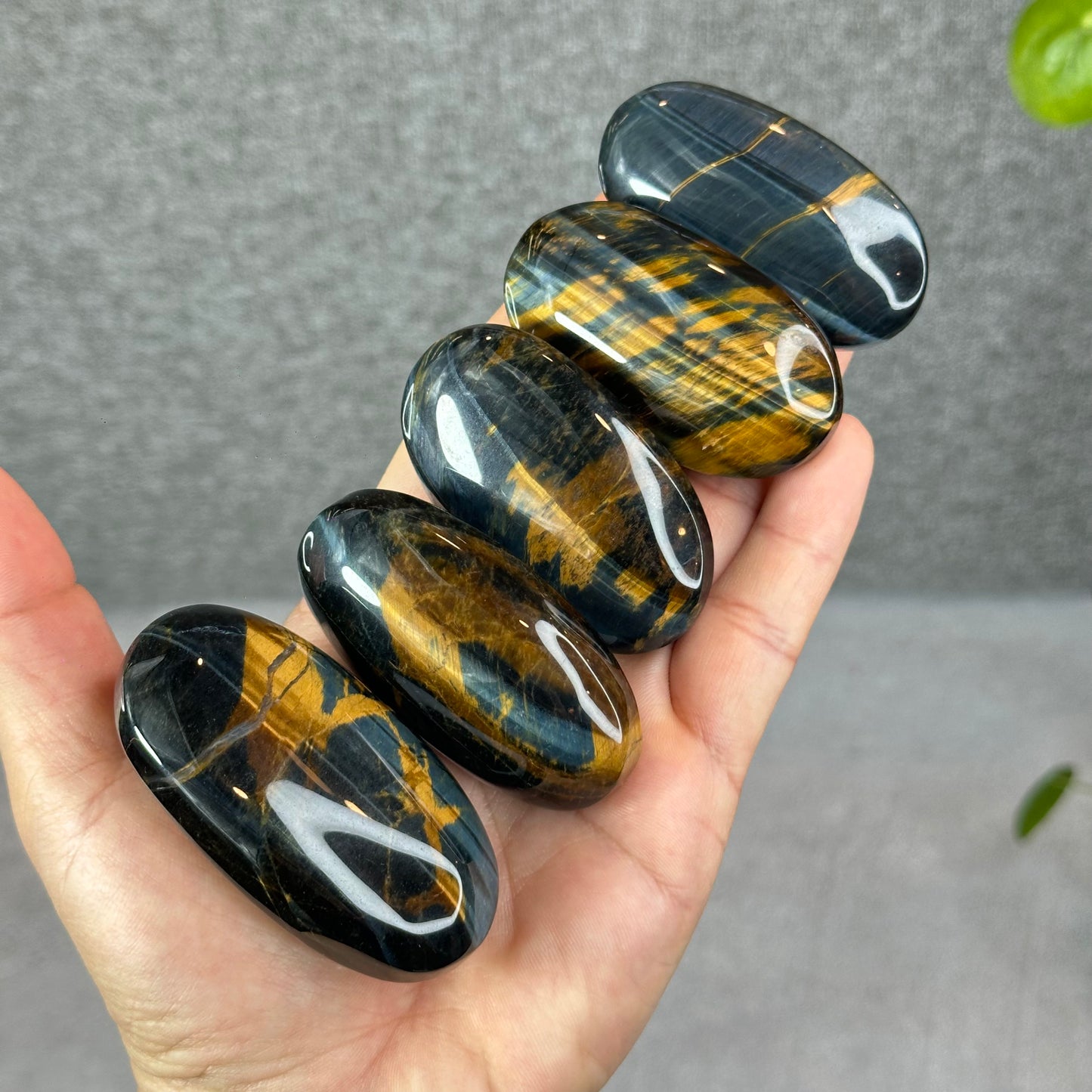 Natural Eagle Eye Palm Stone