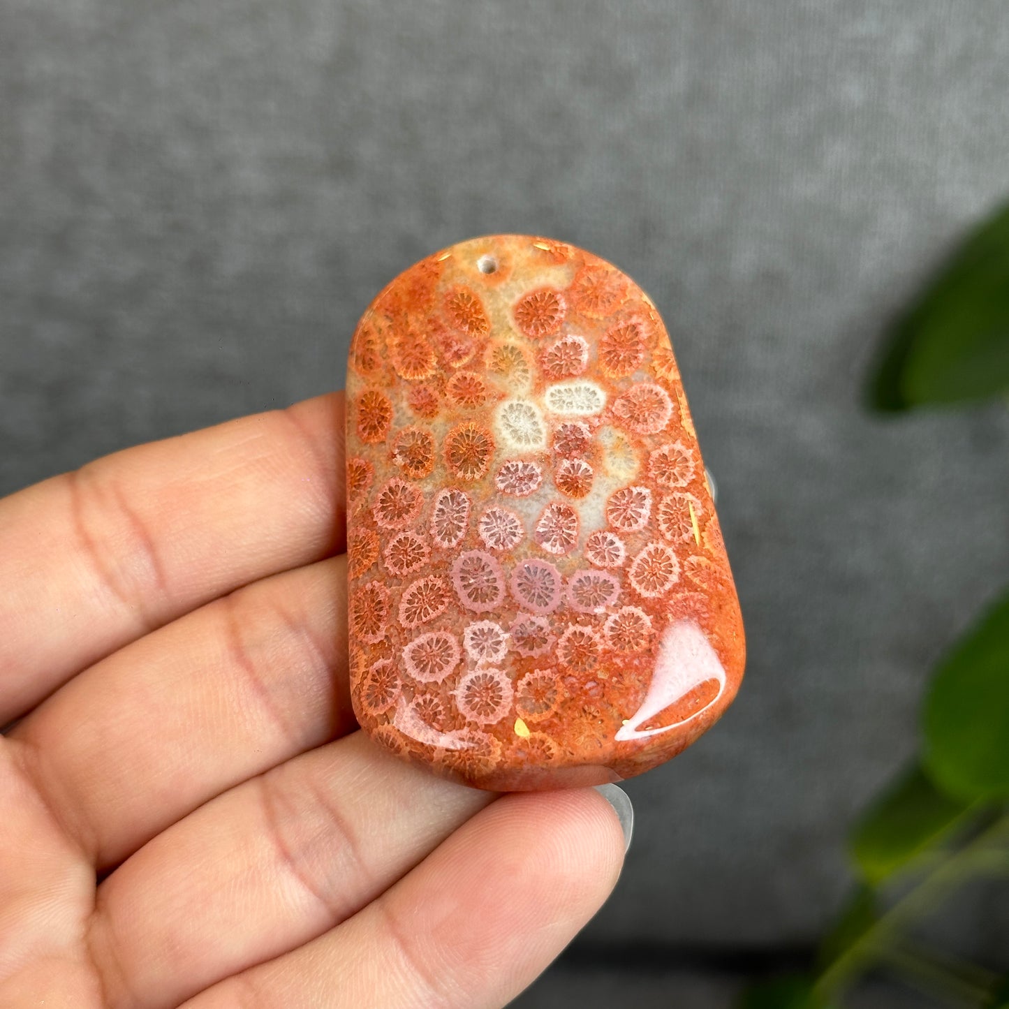 Coral Fossil Pendant